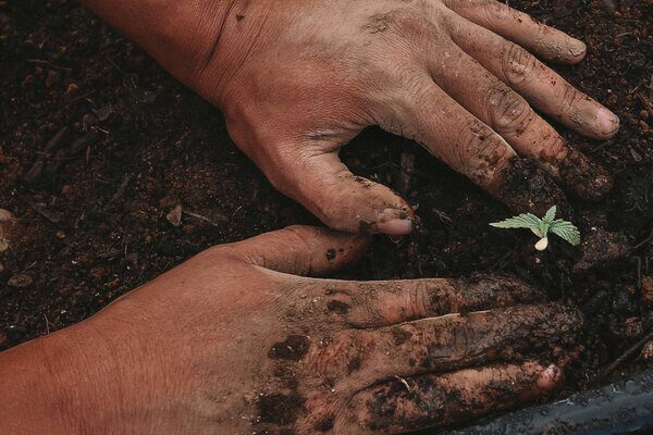 Produktionsstelle Cannabis Club Lunte